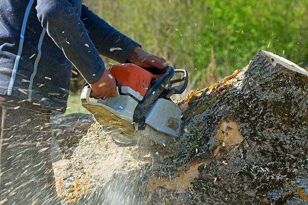 Emergency Storm Tree Removal in Shokan, NY